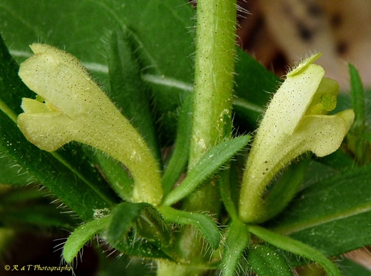 {Triosteum angustifolium}